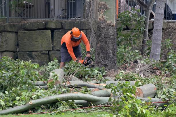Best Root Management and Removal  in Conover, NC