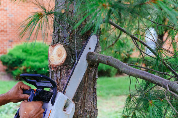 Best Tree Trimming and Pruning  in Conover, NC